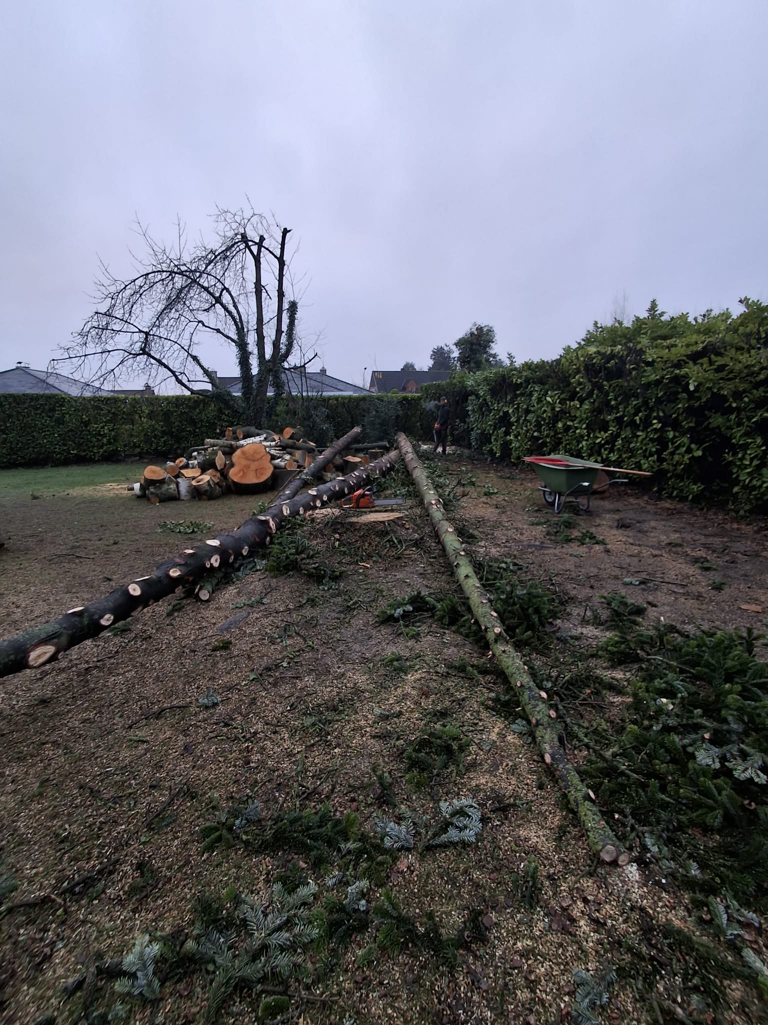 Élagage et Abattage